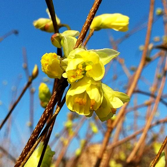 Niedrige Scheinhasel (Corylopsis pauciflora)
