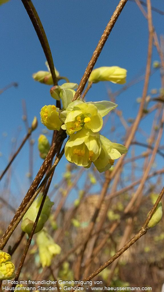 Niedrige Scheinhasel (Corylopsis pauciflora)