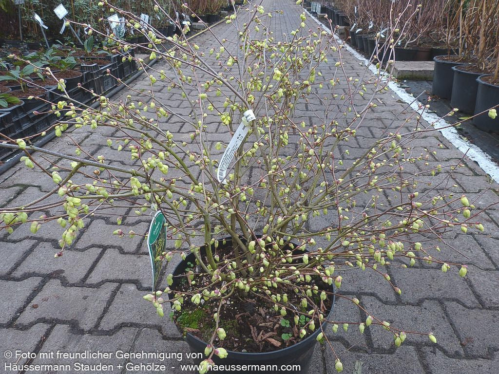 Niedrige Scheinhasel (Corylopsis pauciflora)