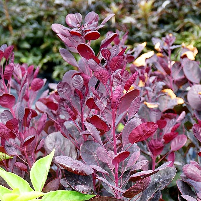 Niedriger Perückenstrauch 'Lilla' (Cotinus coggygria)