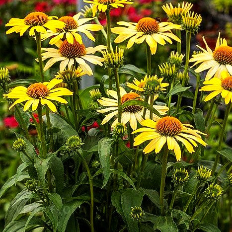 Niedriger Scheinsonnenhut 'Cleopatra' (Echinacea purpurea)
