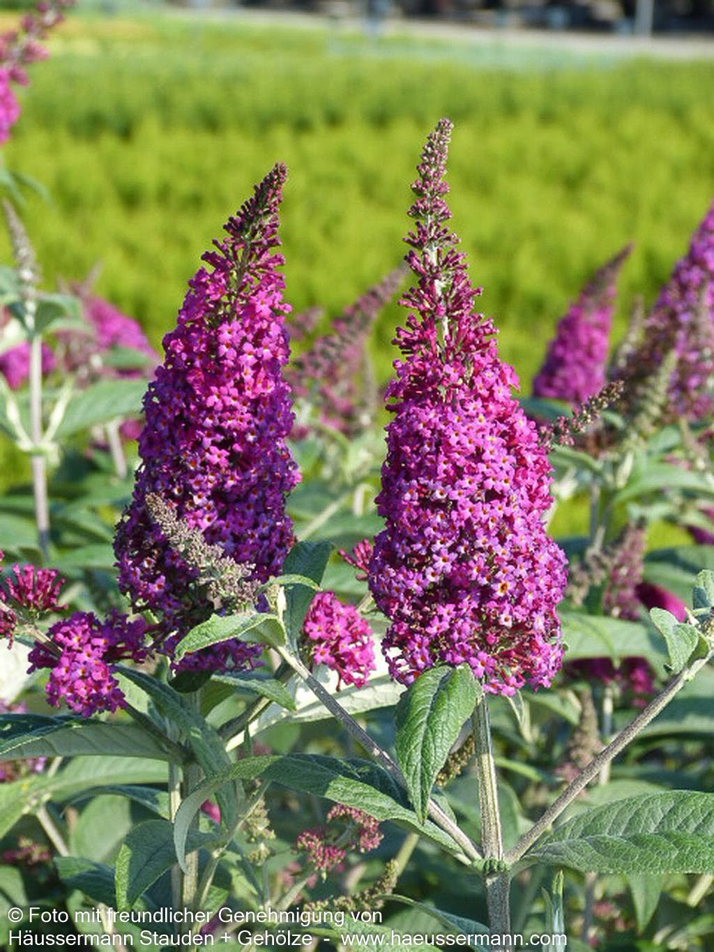 Niedriger Sommerflieder 'Miss Ruby' (Buddleja davidii)