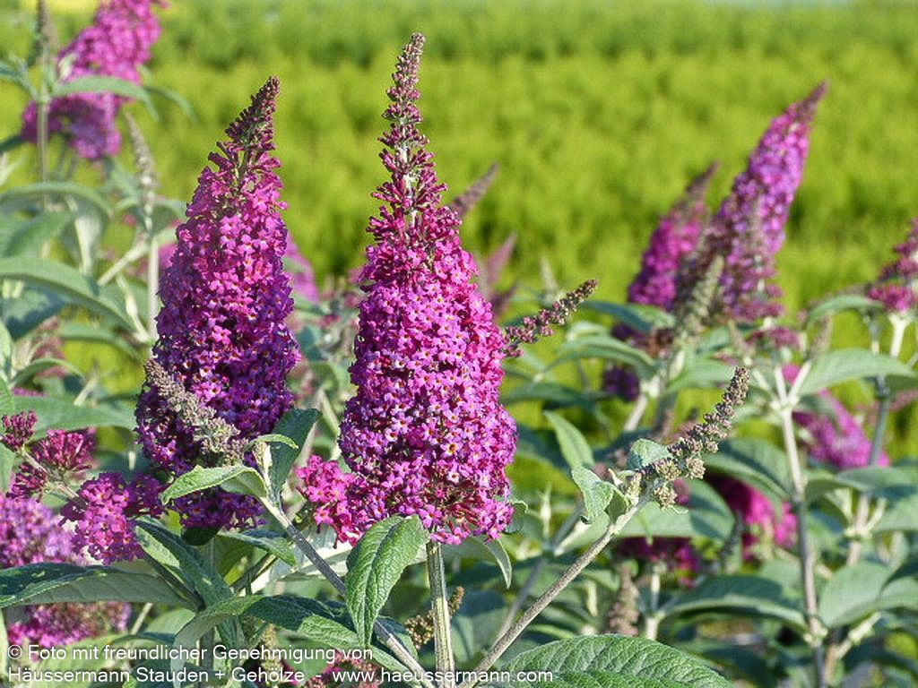 Niedriger Sommerflieder 'Miss Ruby' (Buddleja davidii)
