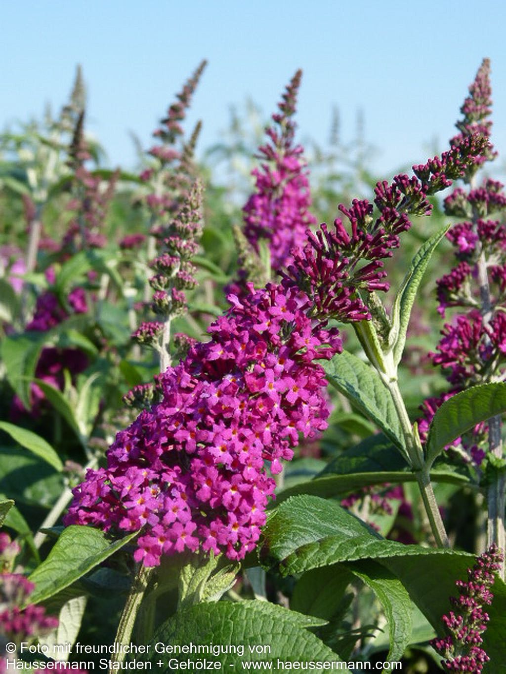 Niedriger Sommerflieder 'Miss Ruby' (Buddleja davidii)