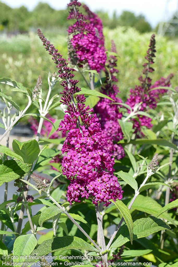 Niedriger Sommerflieder 'Miss Ruby' (Buddleja davidii)