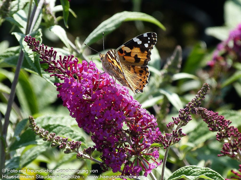 Niedriger Sommerflieder 'Miss Ruby' (Buddleja davidii)
