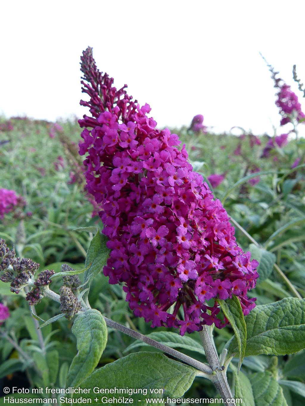 Niedriger Sommerflieder 'Miss Ruby' (Buddleja davidii)