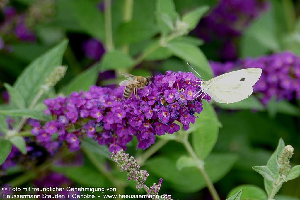 Niedriger Sommerflieder 'Miss Violet' (Buddleja davidii)