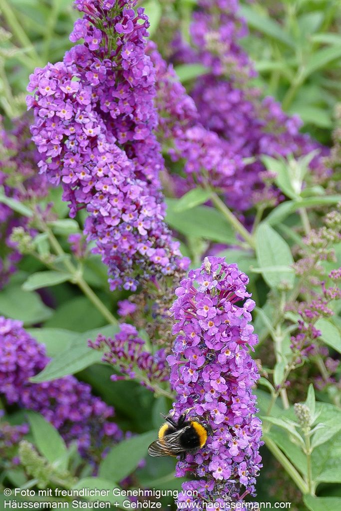 Niedriger Sommerflieder 'Miss Violet' (Buddleja davidii)