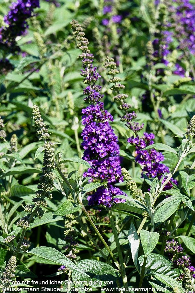 Niedriger Sommerflieder 'Miss Violet' (Buddleja davidii)