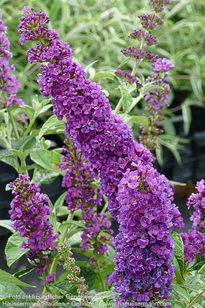 Niedriger Sommerflieder 'Miss Violet' (Buddleja davidii)