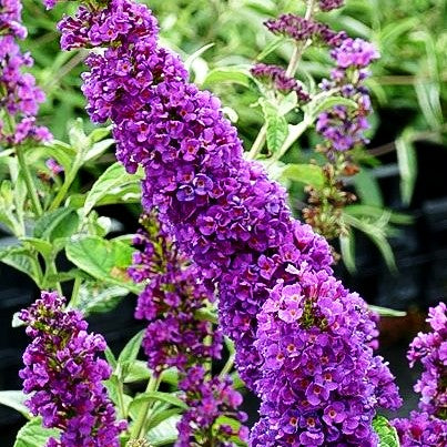 Niedriger Sommerflieder 'Miss Violet' (Buddleja davidii)