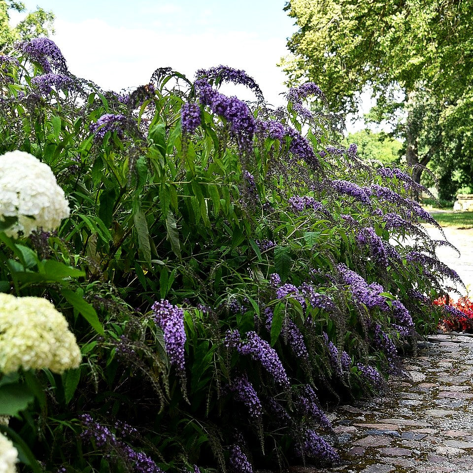 Niedriger Sommerflieder 'Wisteria Lane' (Buddleja davidii)