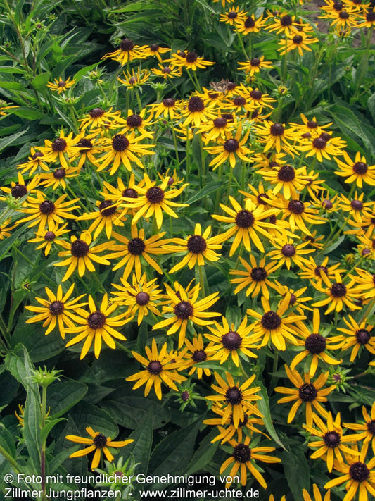 Niedriger Sonnenhut 'Little Gold Star' (Rudbeckia fulgida)