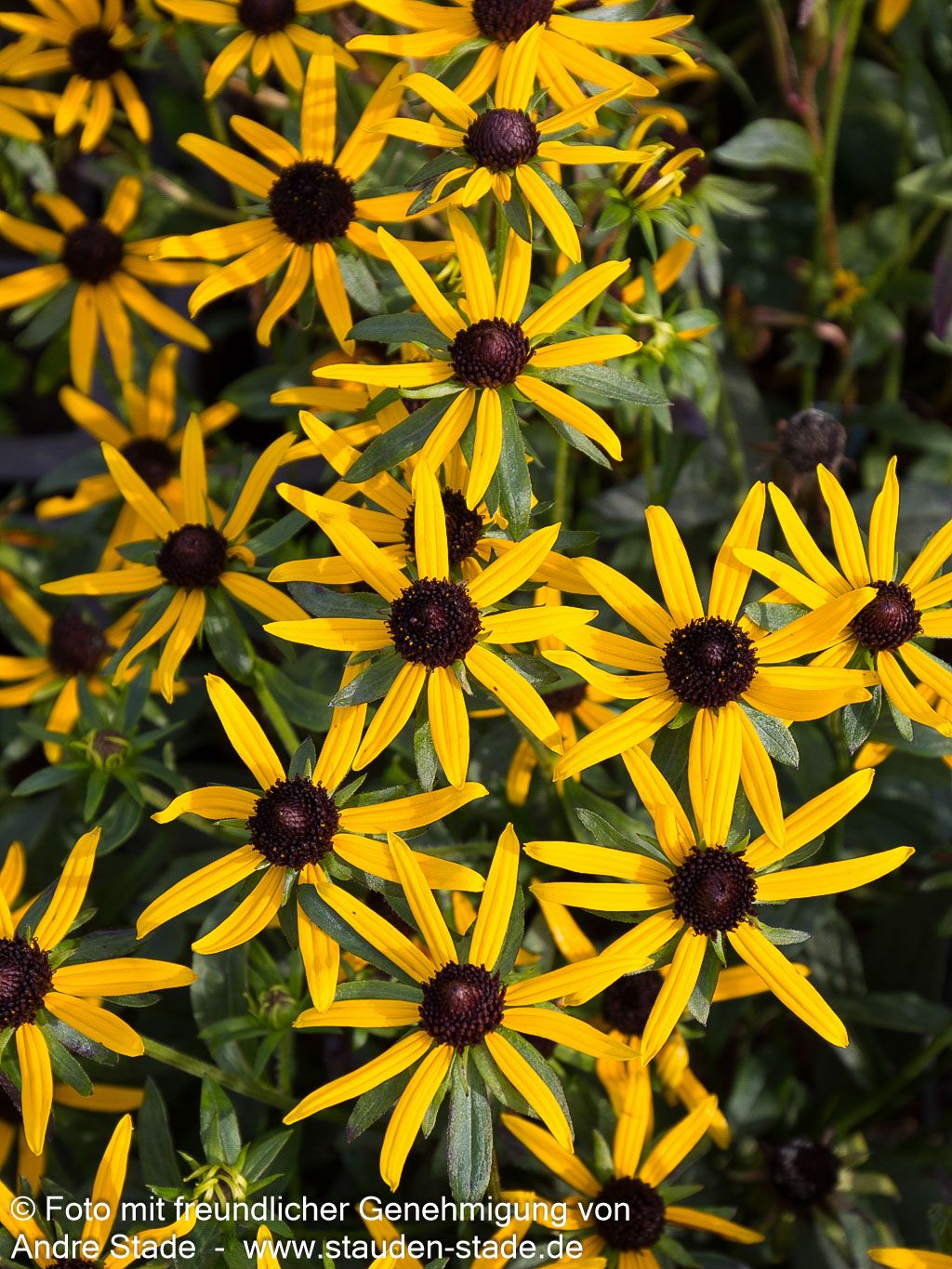 Niedriger Sonnenhut 'Little Gold Star' (Rudbeckia fulgida)