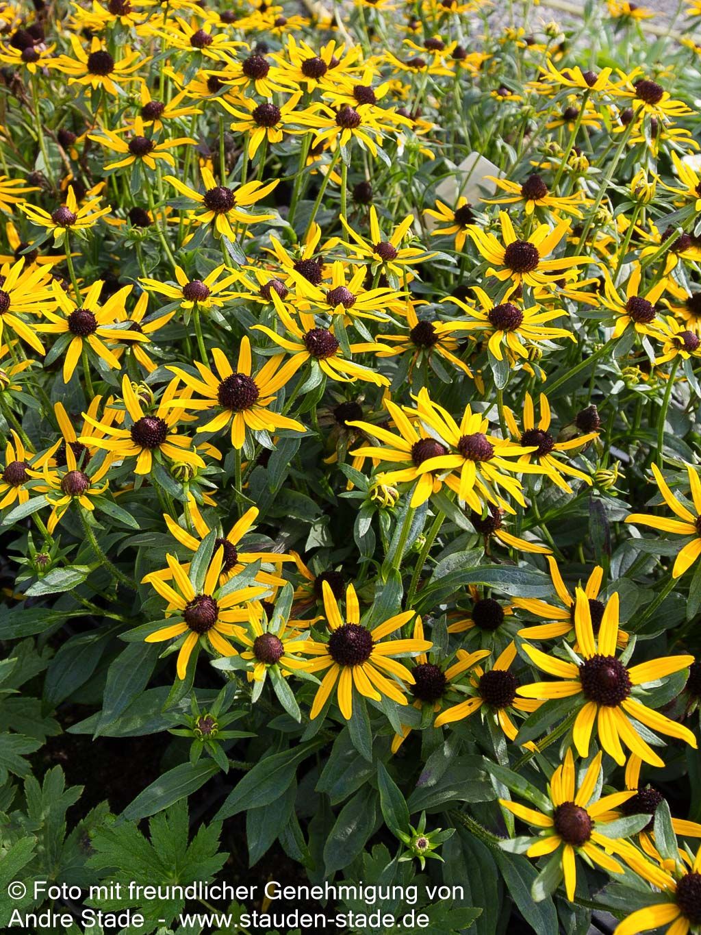Niedriger Sonnenhut 'Little Gold Star' (Rudbeckia fulgida)