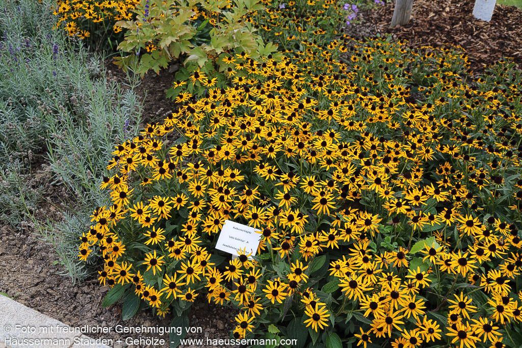 Niedriger Sonnenhut 'Little Gold Star' (Rudbeckia fulgida)