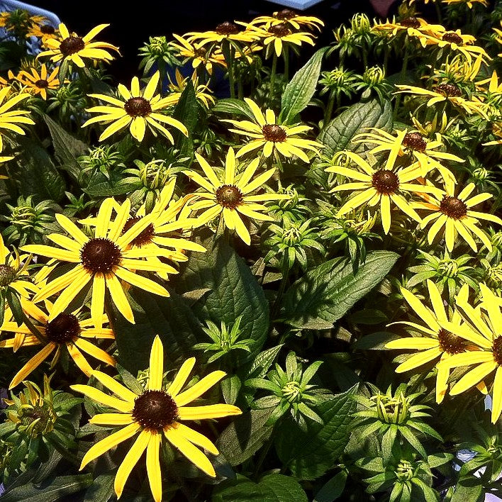 Niedriger Sonnenhut 'Little Gold Star' (Rudbeckia fulgida)