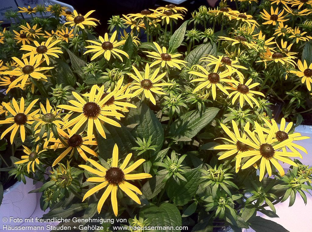 Niedriger Sonnenhut 'Little Gold Star' (Rudbeckia fulgida)