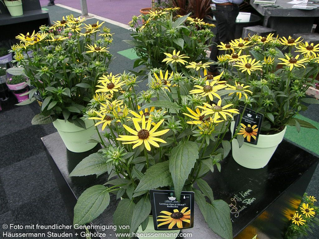 Niedriger Sonnenhut 'Little Gold Star' (Rudbeckia fulgida)
