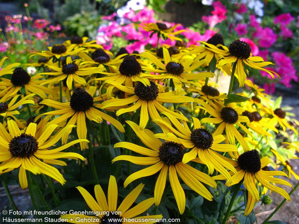 Niedriger Sonnenhut 'Little Gold Star' (Rudbeckia fulgida)