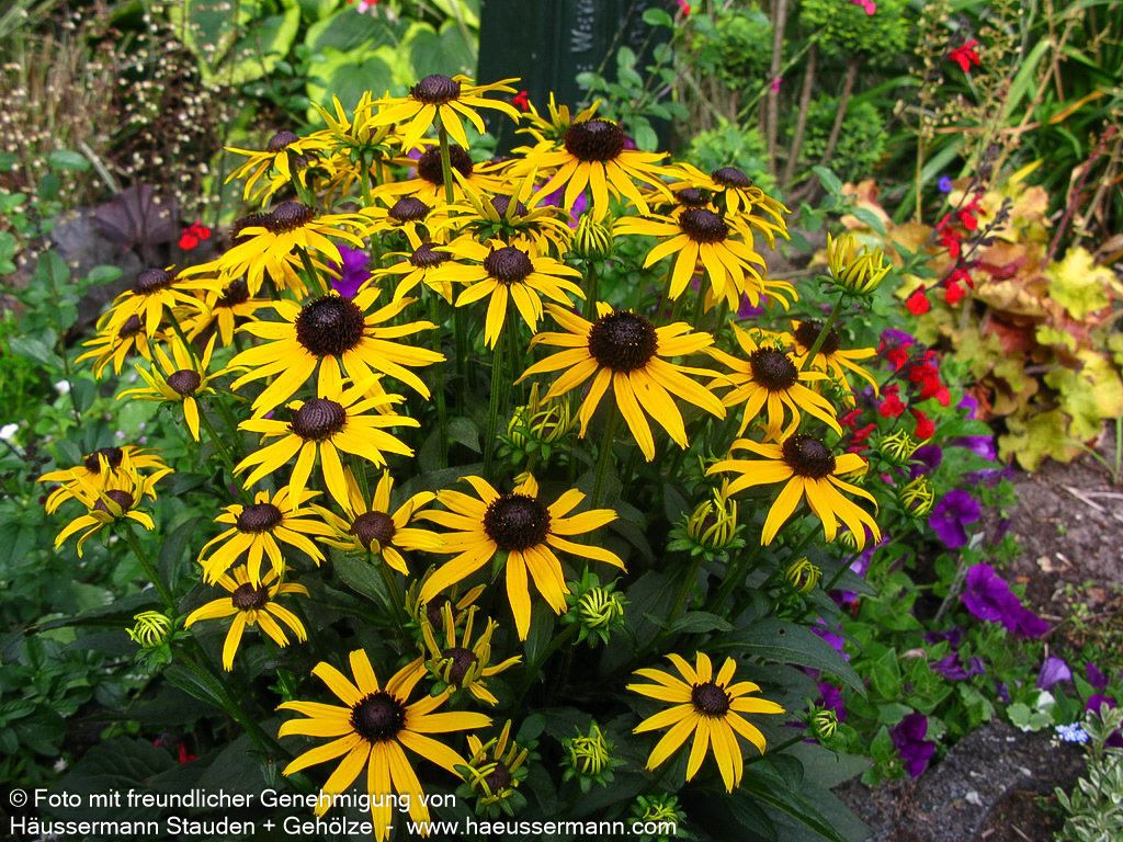 Niedriger Sonnenhut 'Little Gold Star' (Rudbeckia fulgida)