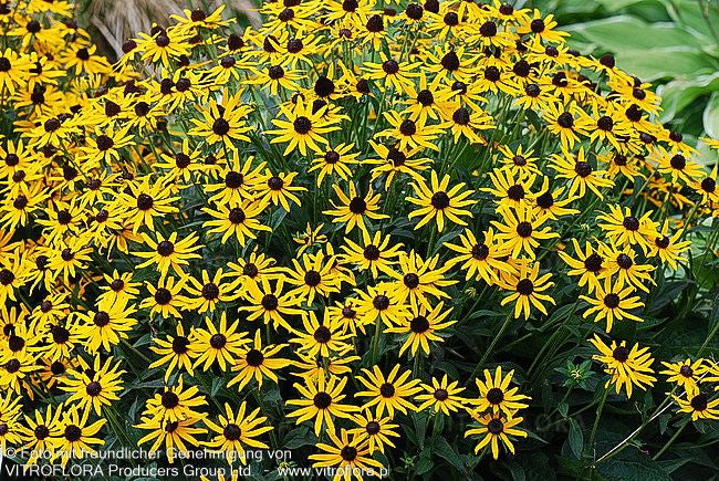 Niedriger Sonnenhut 'Little Gold Star' (Rudbeckia fulgida)