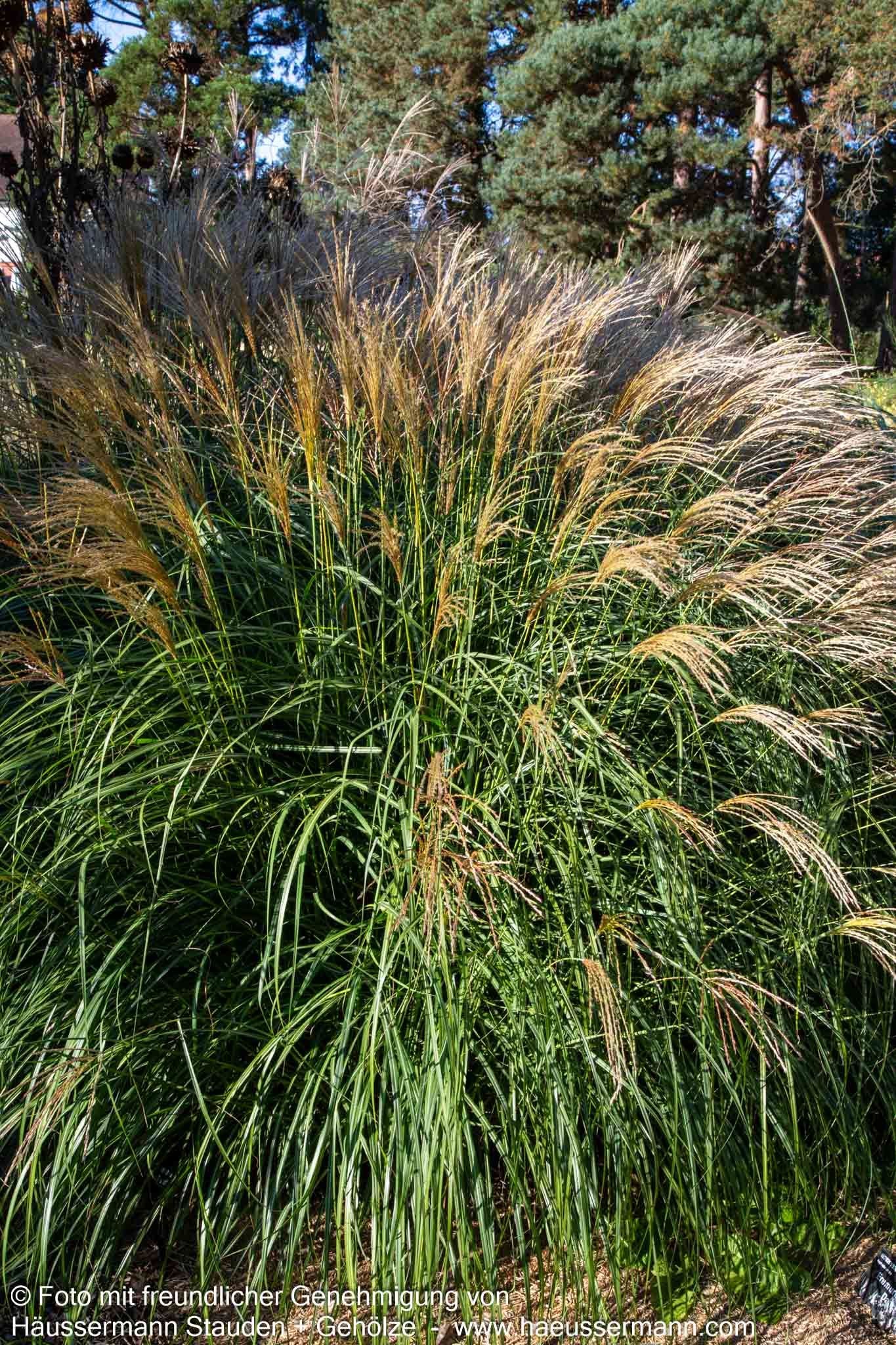Niedriges Chinaschilf 'Yakushima Dwarf' (Miscanthus sinensis)