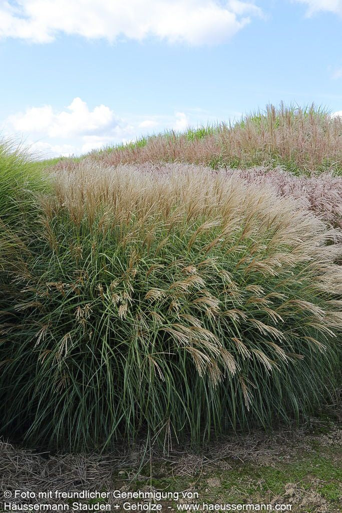 Niedriges Chinaschilf 'Yakushima Dwarf' (Miscanthus sinensis)