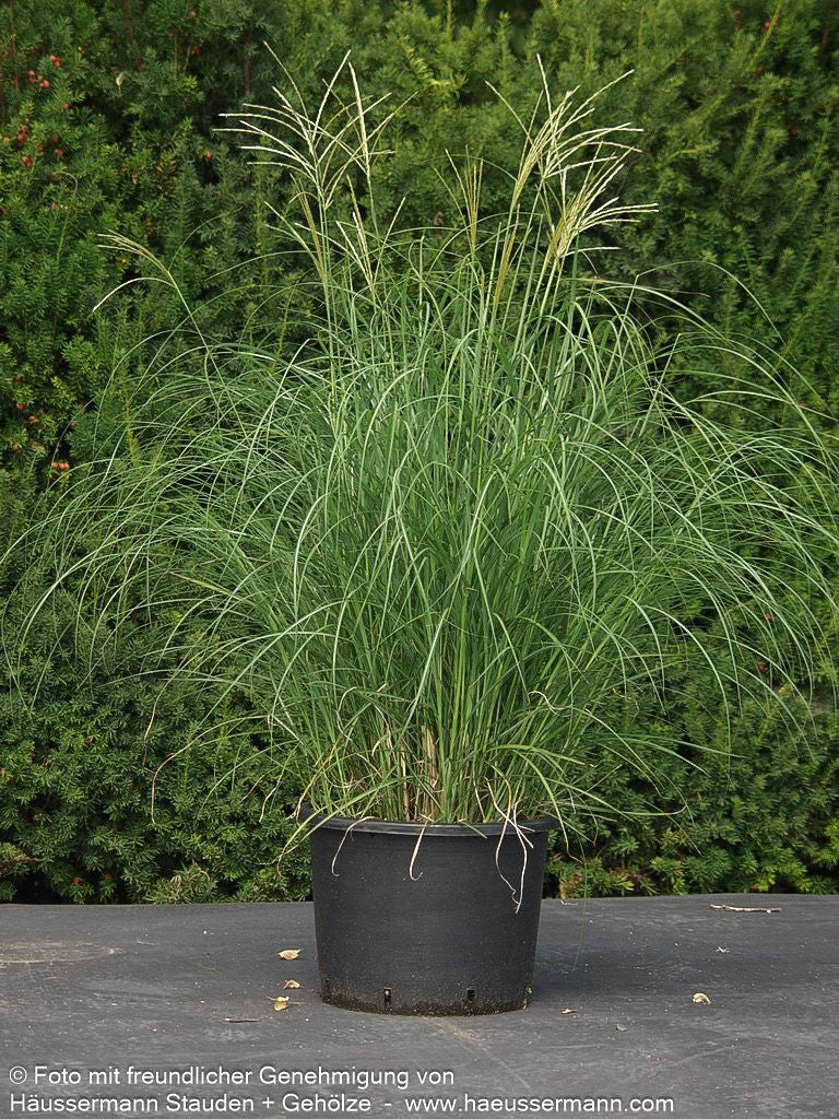 Niedriges Chinaschilf 'Yakushima Dwarf' (Miscanthus sinensis)