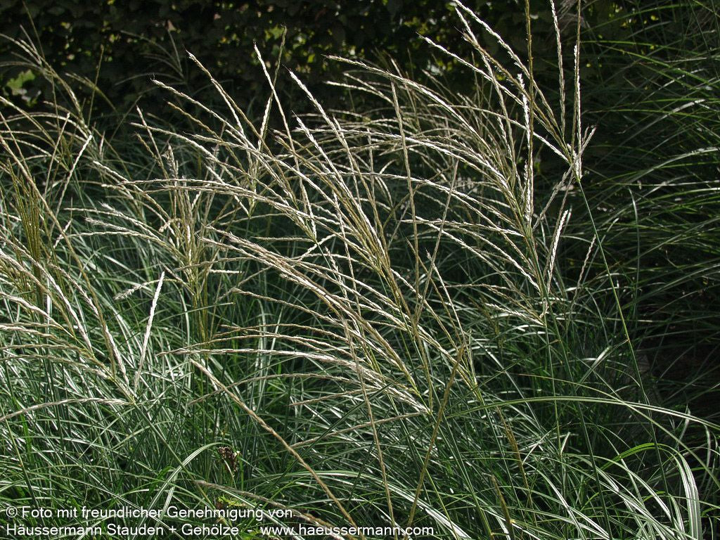 Niedriges Chinaschilf 'Yakushima Dwarf' (Miscanthus sinensis)