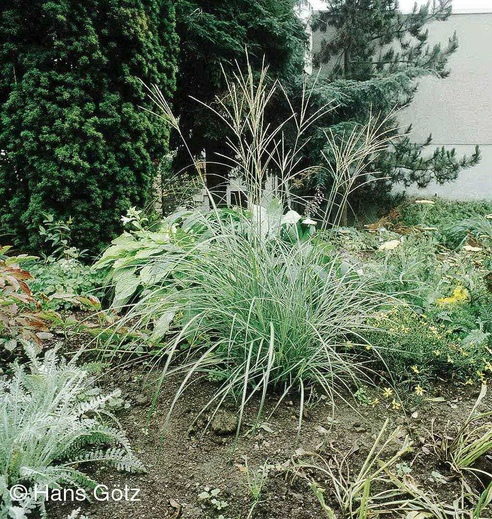 Niedriges Chinaschilf 'Yakushima Dwarf' (Miscanthus sinensis)