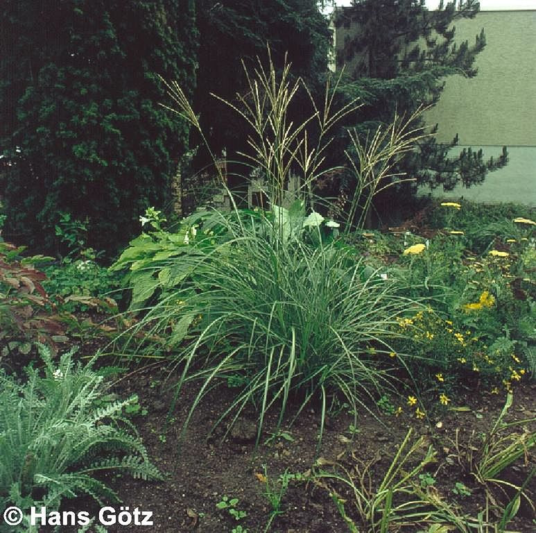 Niedriges Chinaschilf 'Yakushima Dwarf' (Miscanthus sinensis)