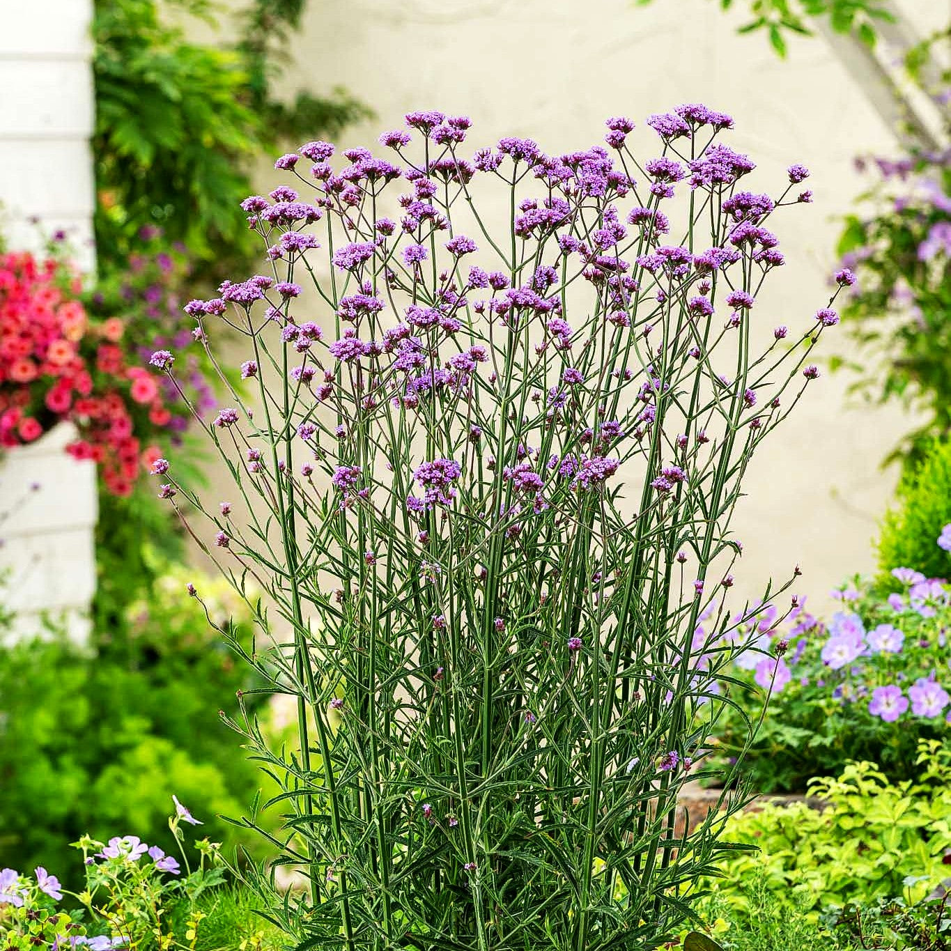 Niedriges Eisenkraut 'Bonnie Blue' (Verbena bonariensis)