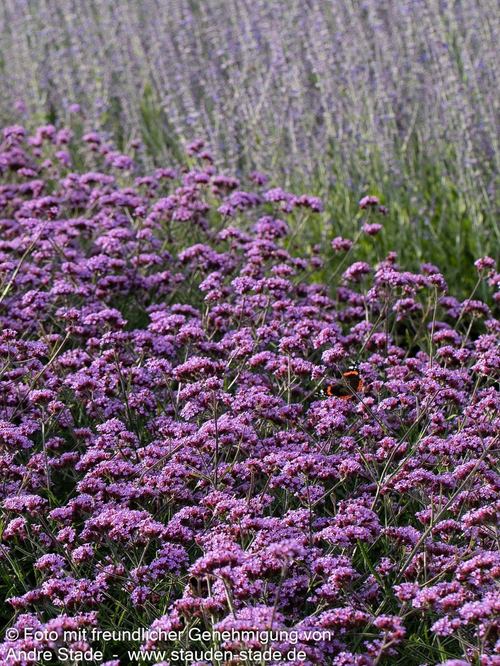 Niedriges Eisenkraut 'Lollipop' (Verbena bonariensis)