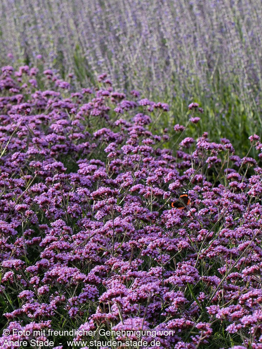 Niedriges Eisenkraut 'Lollipop' (Verbena bonariensis)