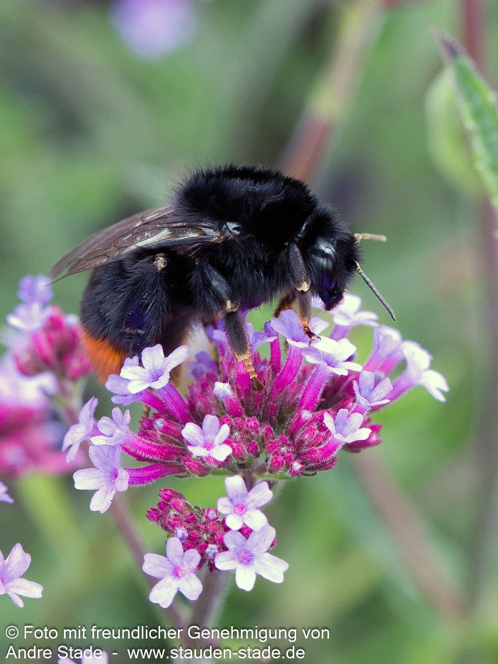 Niedriges Eisenkraut 'Lollipop' (Verbena bonariensis)