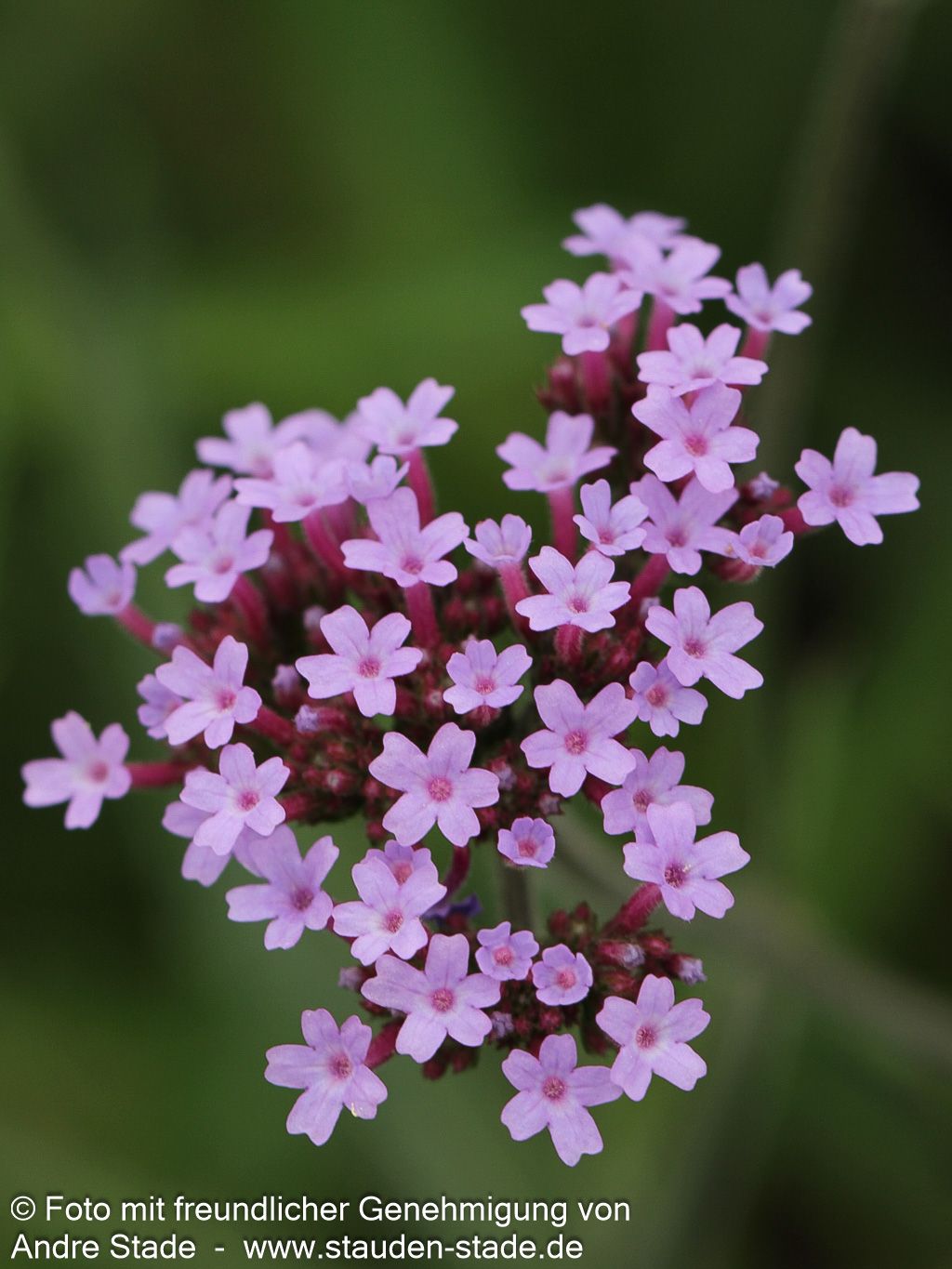 Niedriges Eisenkraut 'Lollipop' (Verbena bonariensis)
