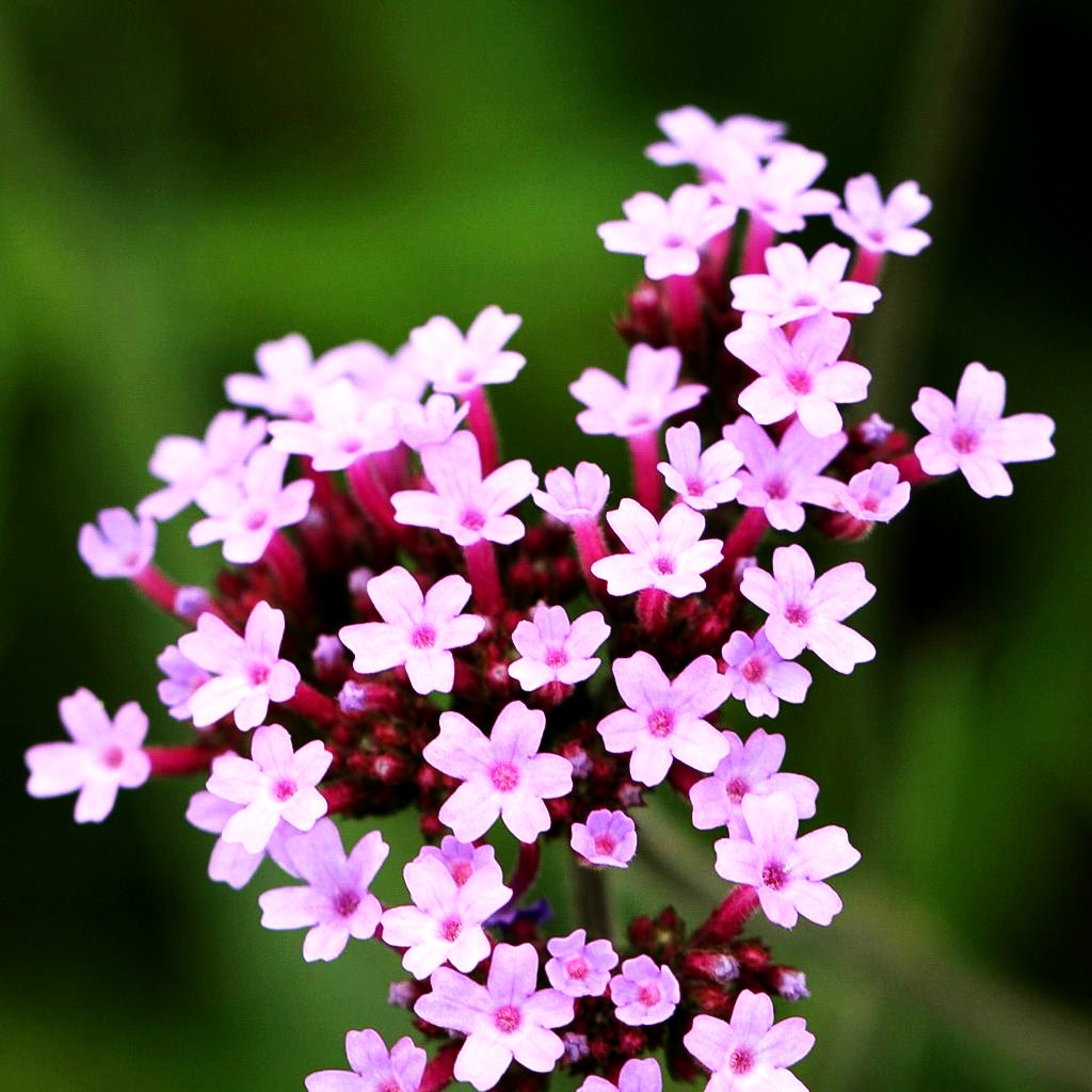 Niedriges Eisenkraut 'Lollipop' (Verbena bonariensis)