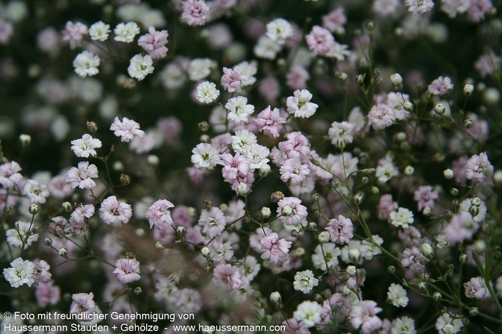 Niedriges Schleierkraut 'Rosenschleier' (Gypsophila repens)