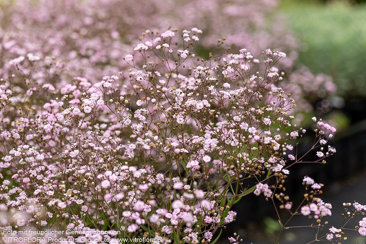 Niedriges Schleierkraut 'Rosenschleier' (Gypsophila repens)