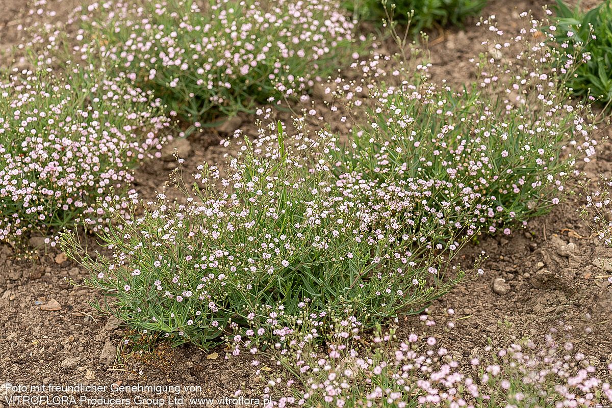 Niedriges Schleierkraut 'Rosenschleier' (Gypsophila repens)