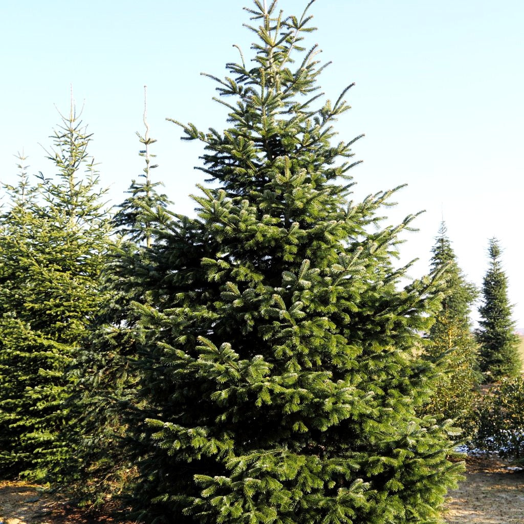 Nordmanns-Tanne (Abies nordmanniana)