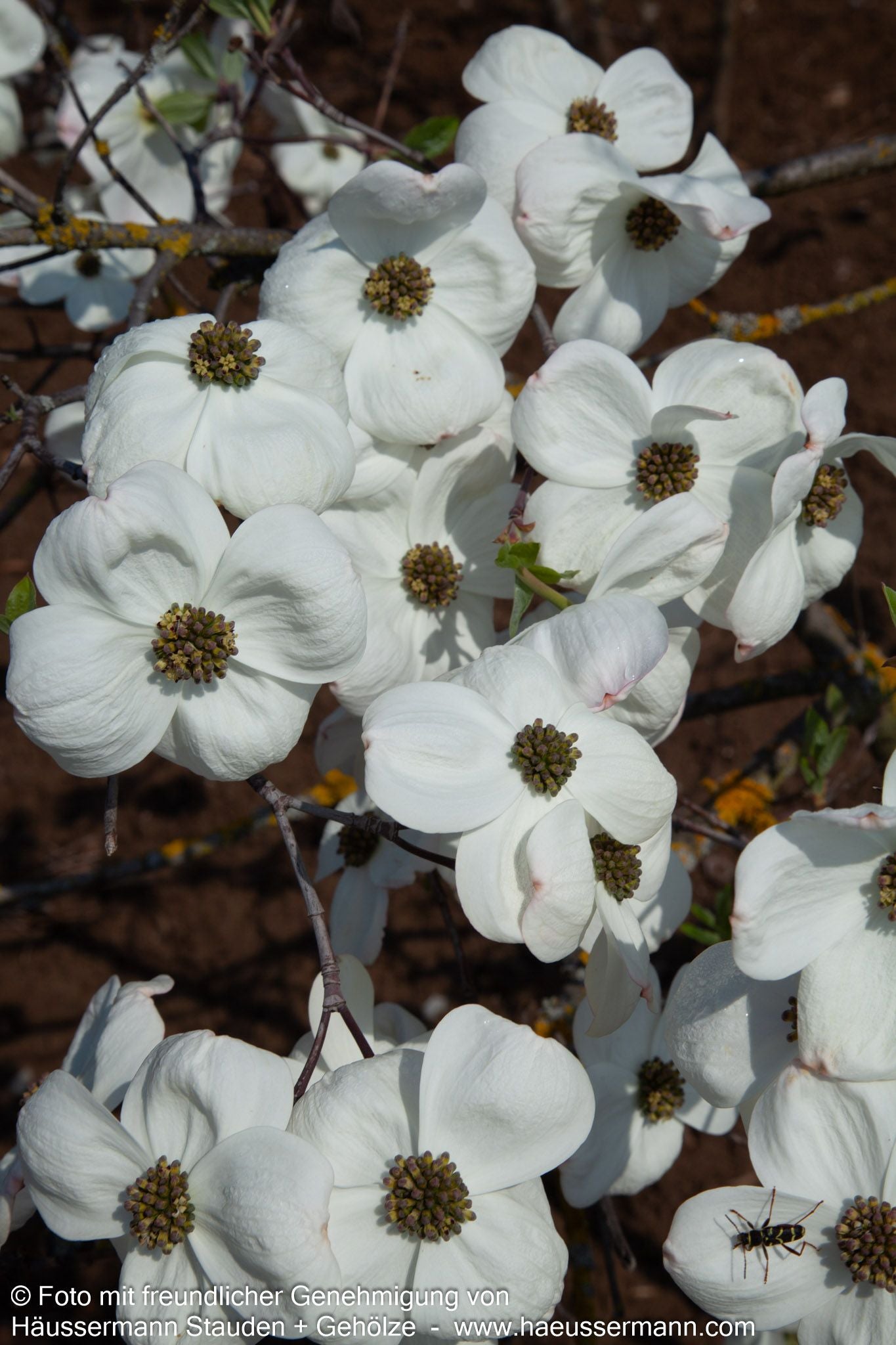 Nuttalls Blumen-Hartriegel 'Eddie's White Wonder' (Cornus nuttallii)