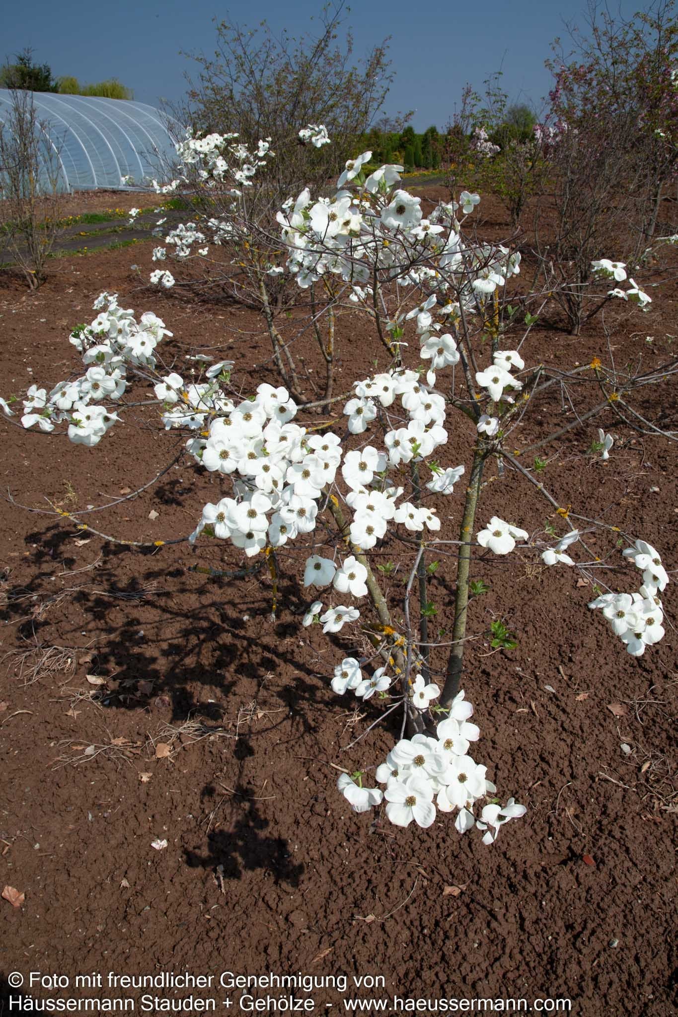 Nuttalls Blumen-Hartriegel 'Eddie's White Wonder' (Cornus nuttallii)