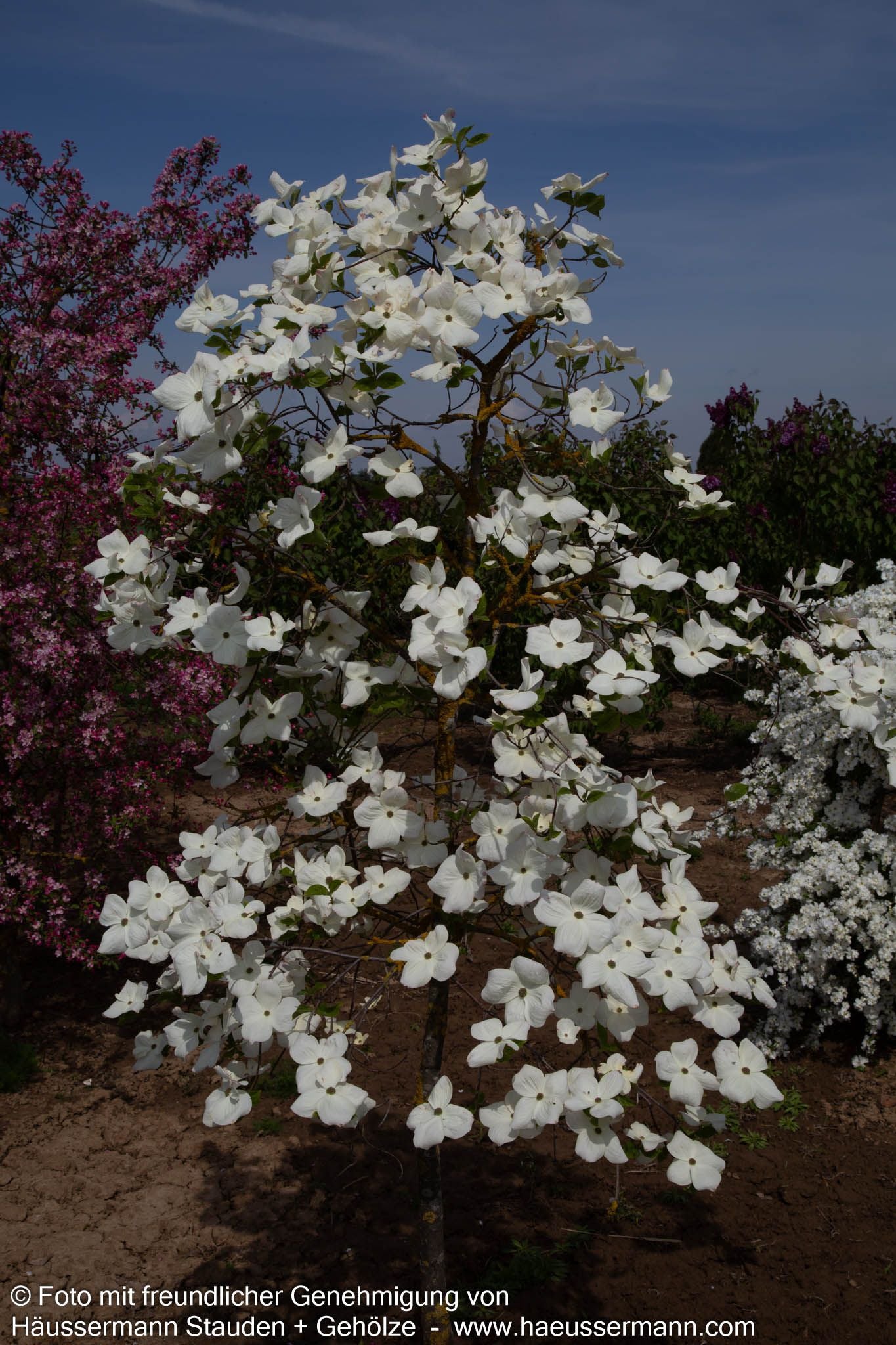 Nuttalls Blumen-Hartriegel 'Eddie's White Wonder' (Cornus nuttallii)