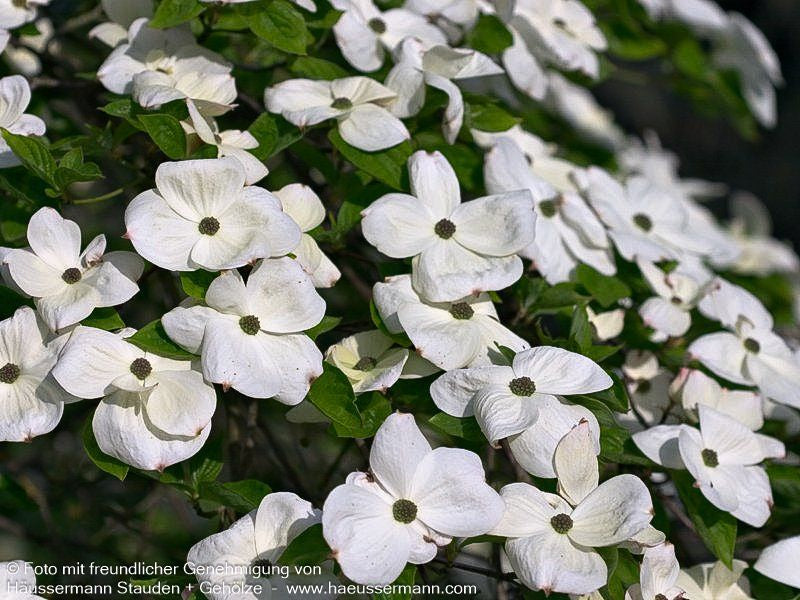Nuttalls Blumen-Hartriegel 'Eddie's White Wonder' (Cornus nuttallii)