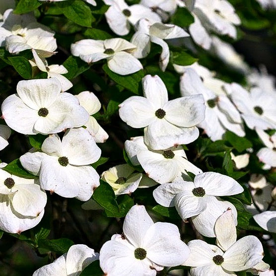 Nuttalls Blumen-Hartriegel 'Eddie's White Wonder' (Cornus nuttallii)
