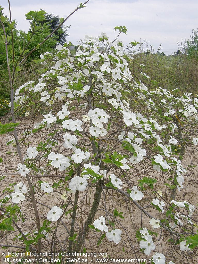 Nuttalls Blumen-Hartriegel 'Eddie's White Wonder' (Cornus nuttallii)