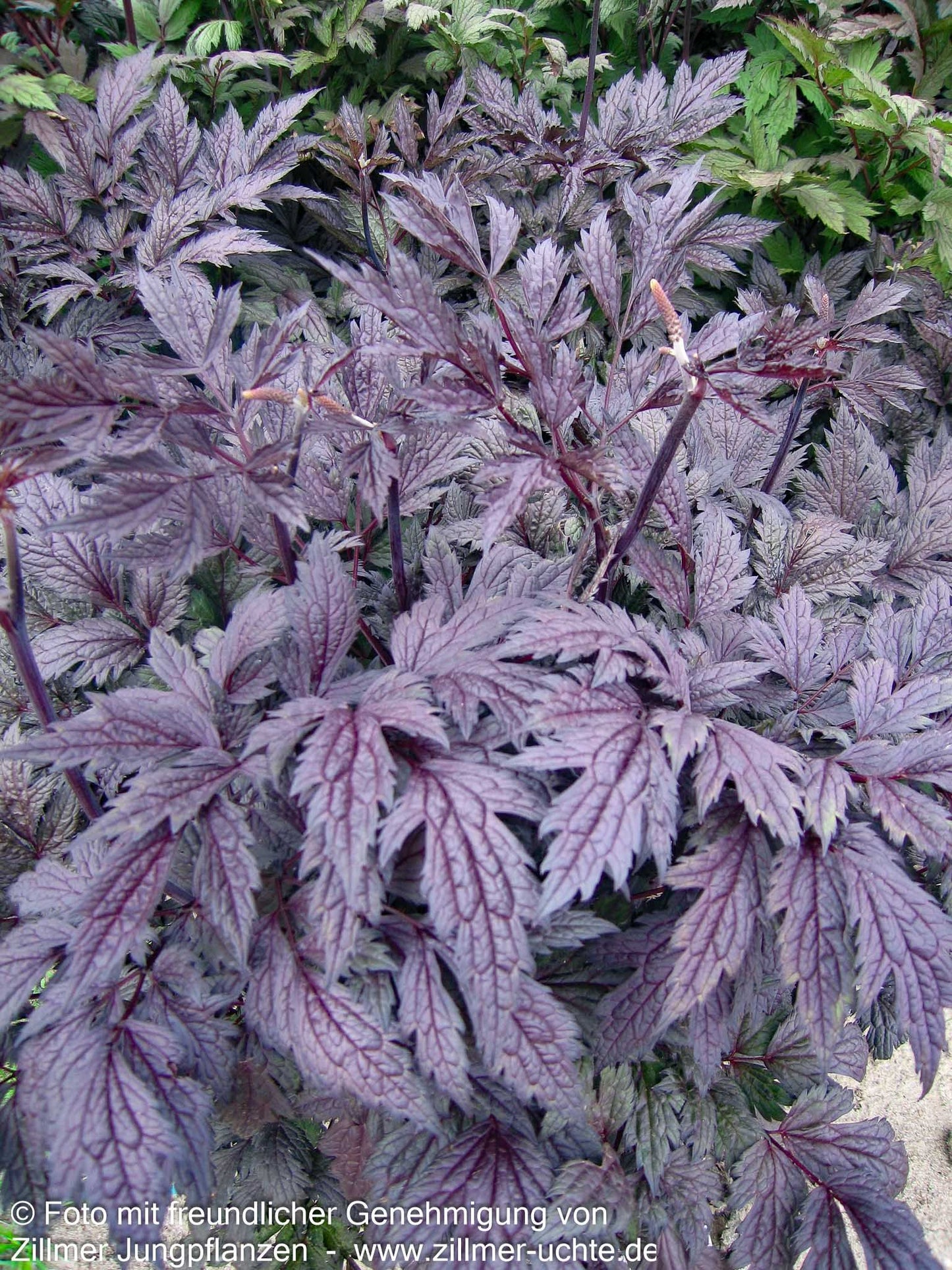 Oktober-Silberkerze 'Brunette' (Cimicifuga simplex)